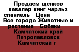 Продаем щенков кавалер кинг чарльз спаниель › Цена ­ 60 000 - Все города Животные и растения » Собаки   . Камчатский край,Петропавловск-Камчатский г.